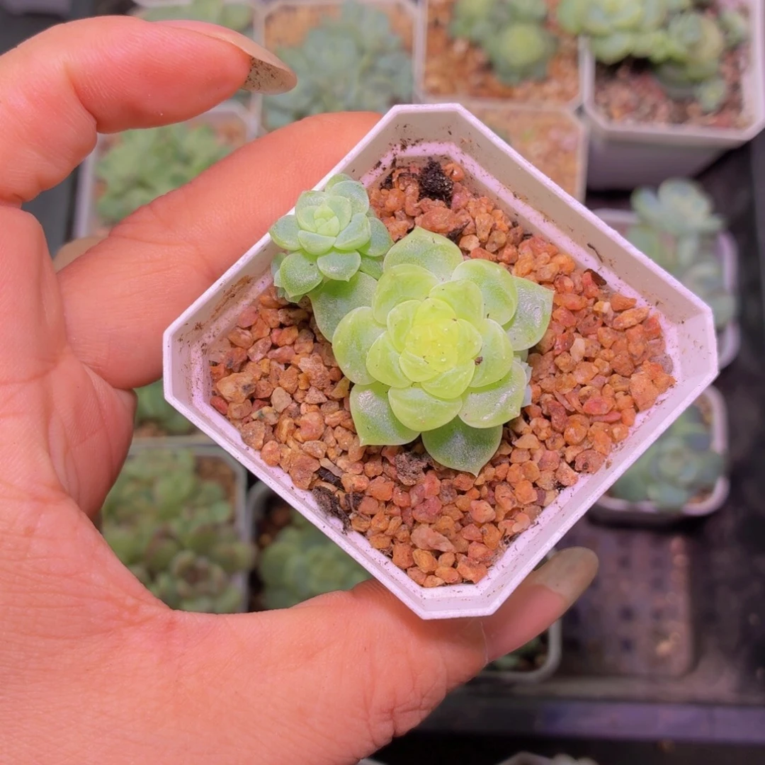 新品黄透多肉植物