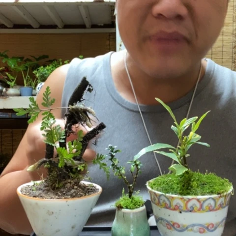 红陶一物一拍所见即所得167