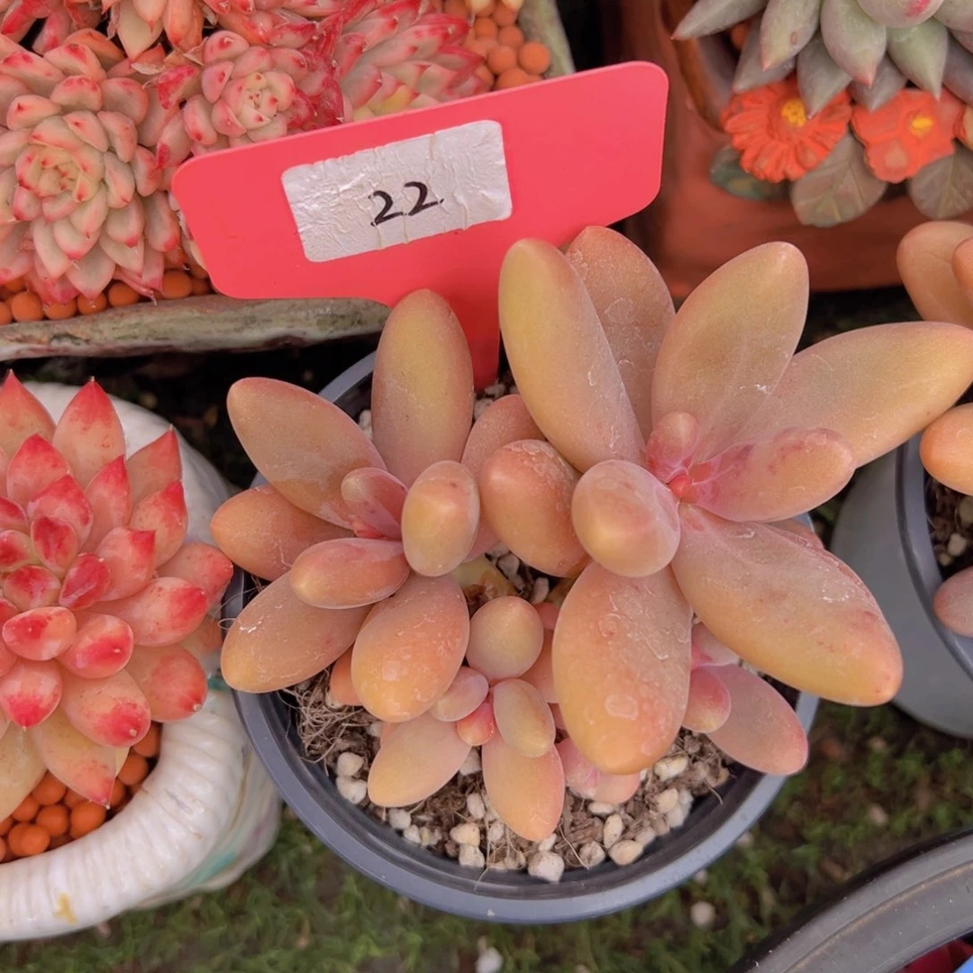 香玉的故事是一个人的故事吗