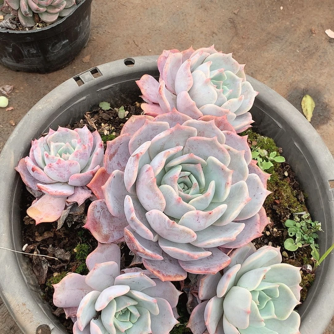 014露西娜一物一拍多肉