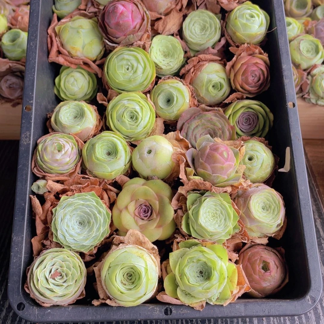 保底三十颗量拍88888