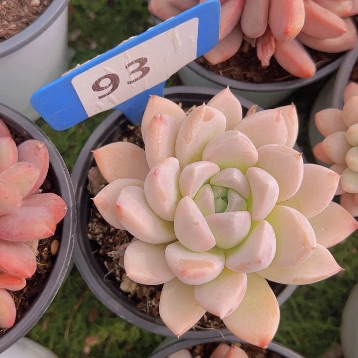 健健康康平平安安