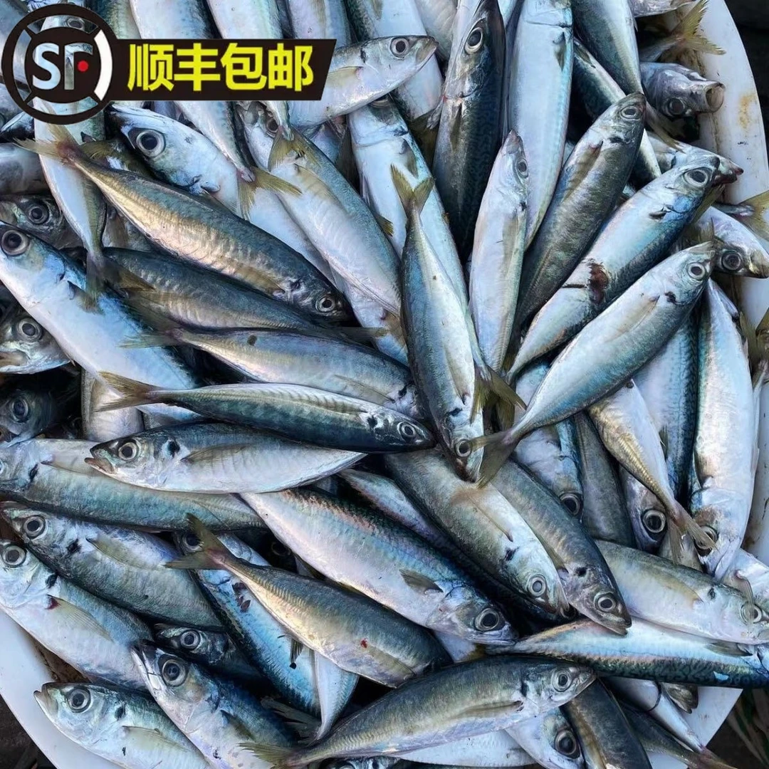 福建泉州东海精选巴浪鱼新鲜冷冻海捕精选推荐热卖批发顺丰包邮