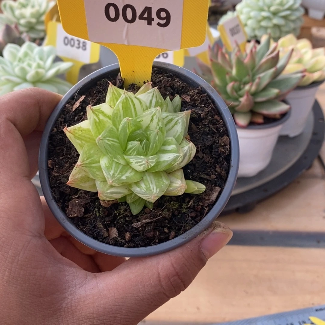 0049京之华华哈哈哈