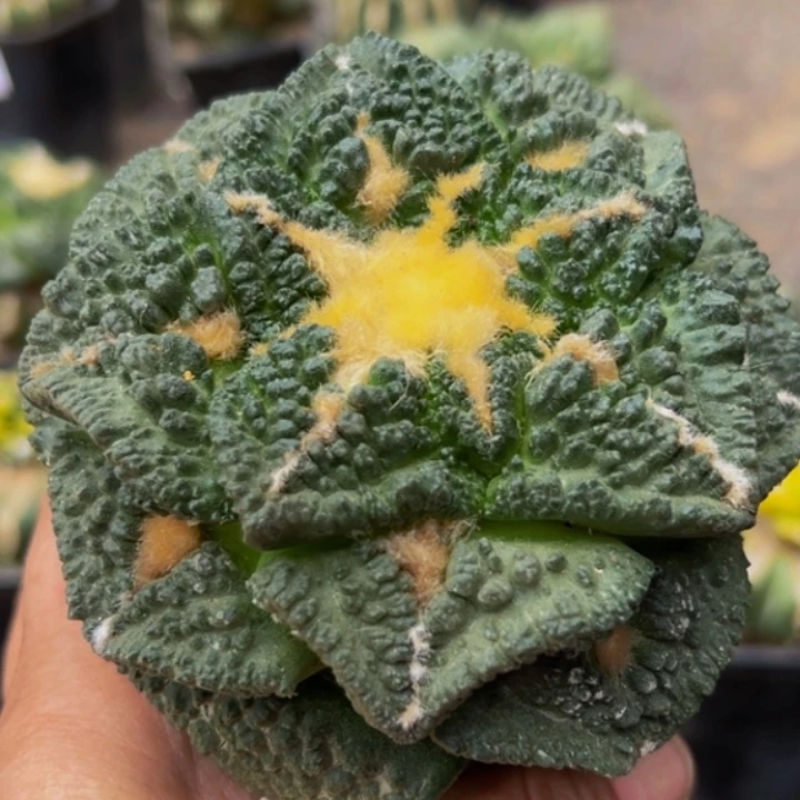 无花朵福利金毛大尤龟甲牡丹053（10.5）