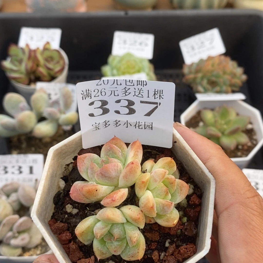 如梦令群一物一拍满20包邮满26送一颗多肉