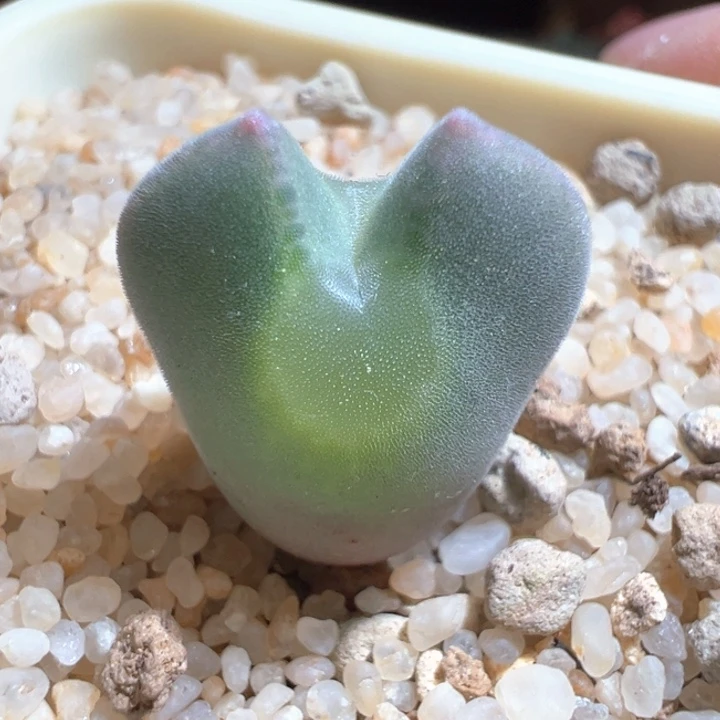 w/170。青蛙3年大眼睛。   窄耳