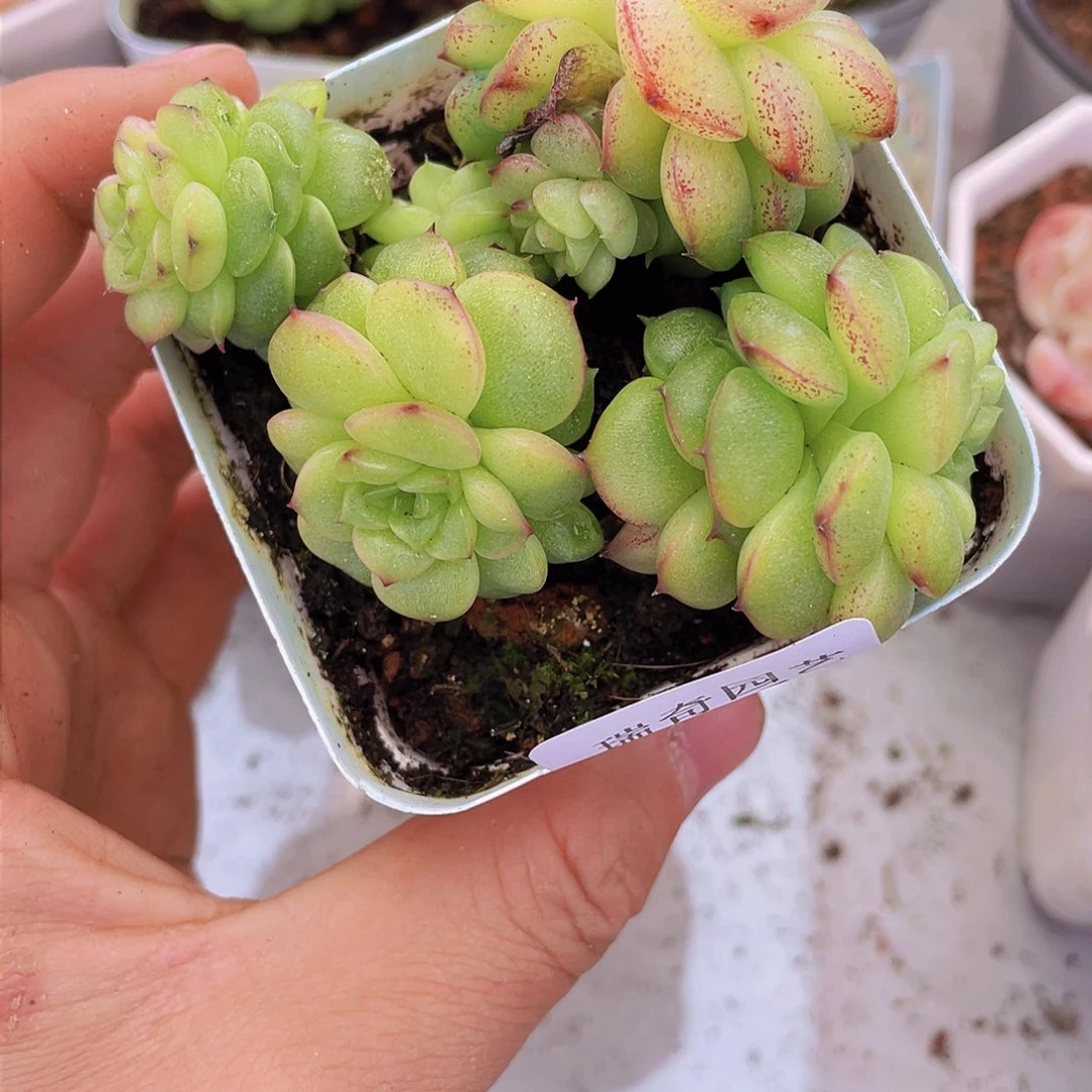 00000000000005量拍