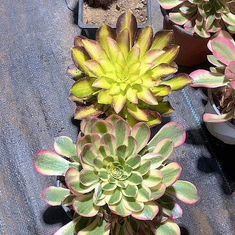 韶华玉姿多肉法师2颗