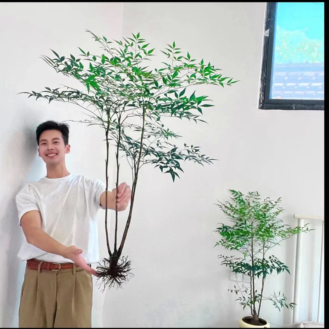 老桩根南天竹水培盆栽火焰红带根树苗适合室内客厅办公室装饰