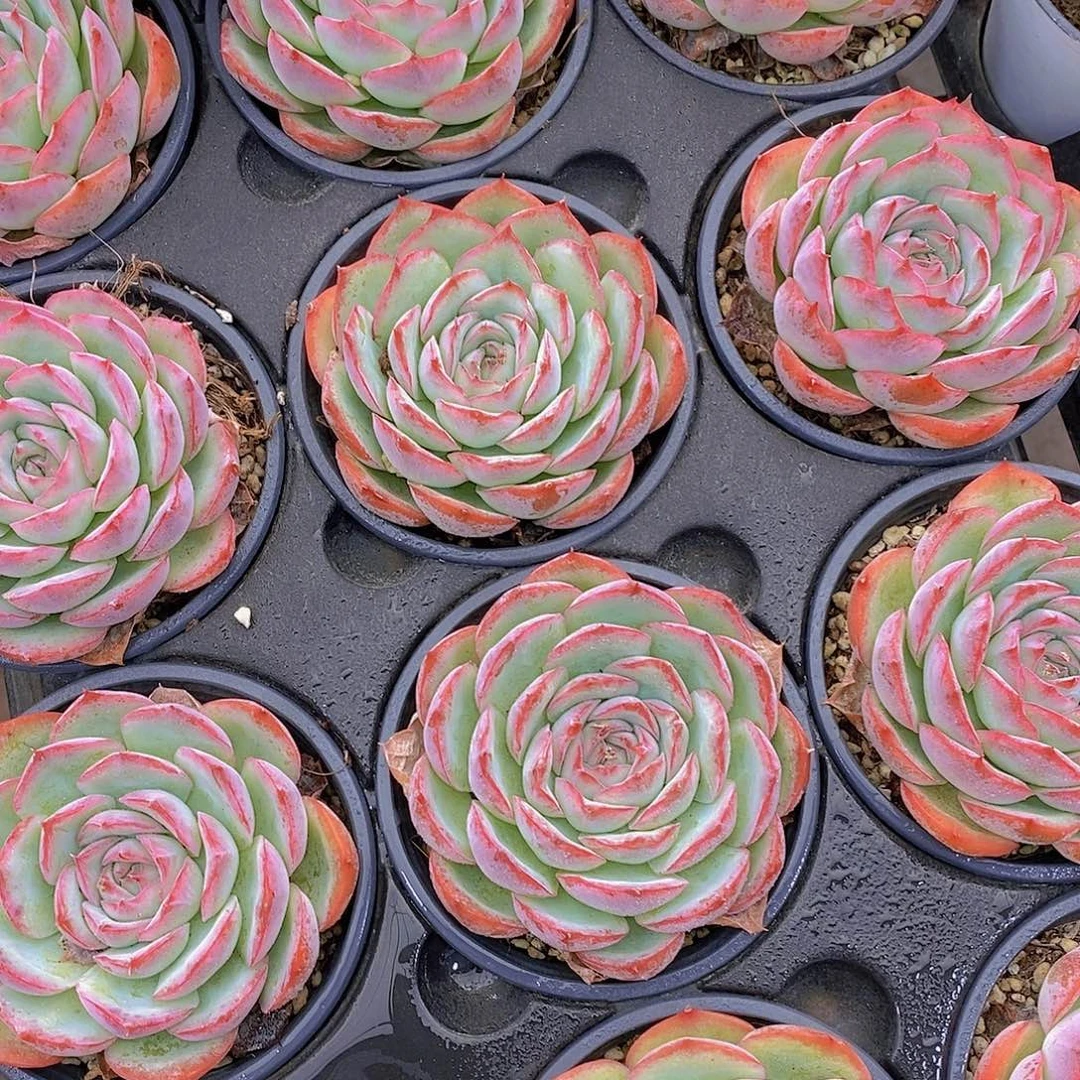 侧影大单头福利一颗量拍