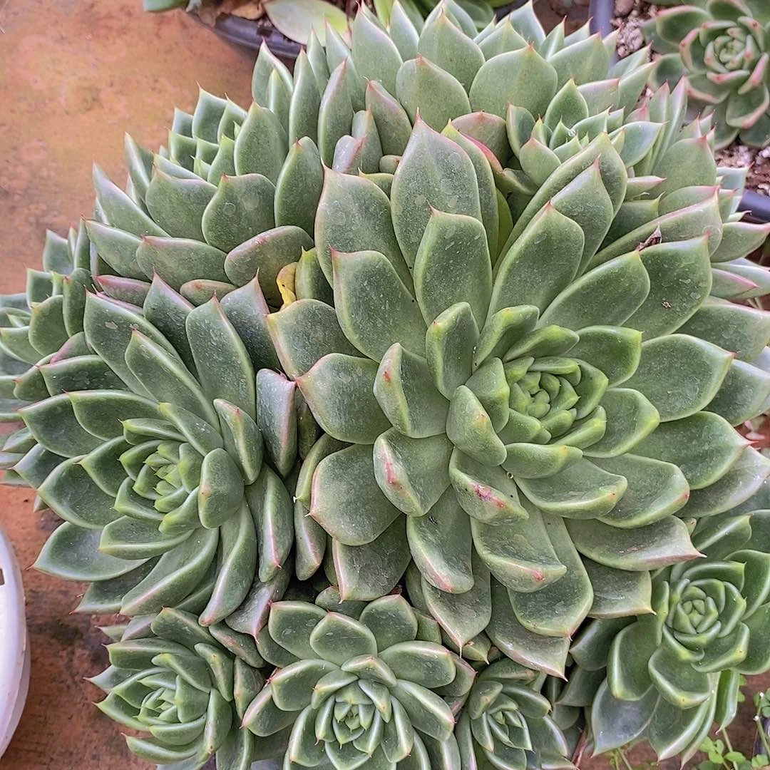 多肉植物油润绿钻