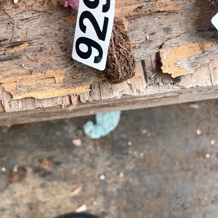 有**得多肉植物一物一拍