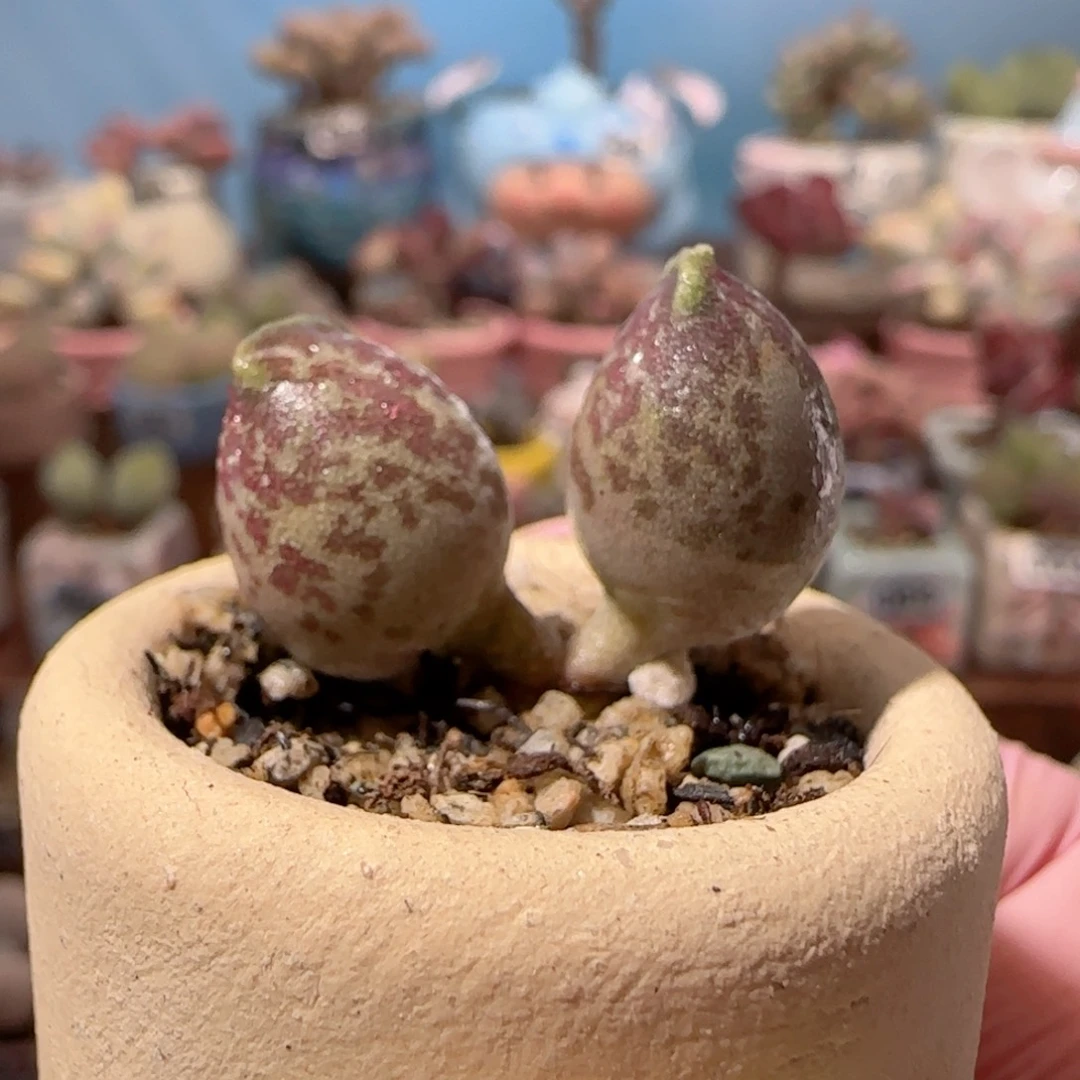 紫丸海豹 盆口2.5cm