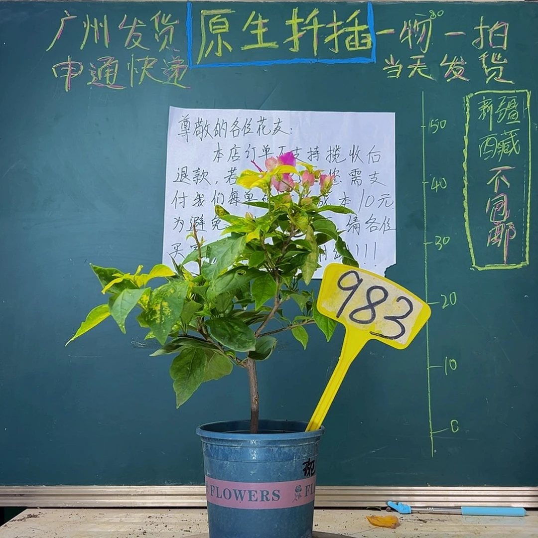 当前无花栽培后可以开花  斑红樱  983