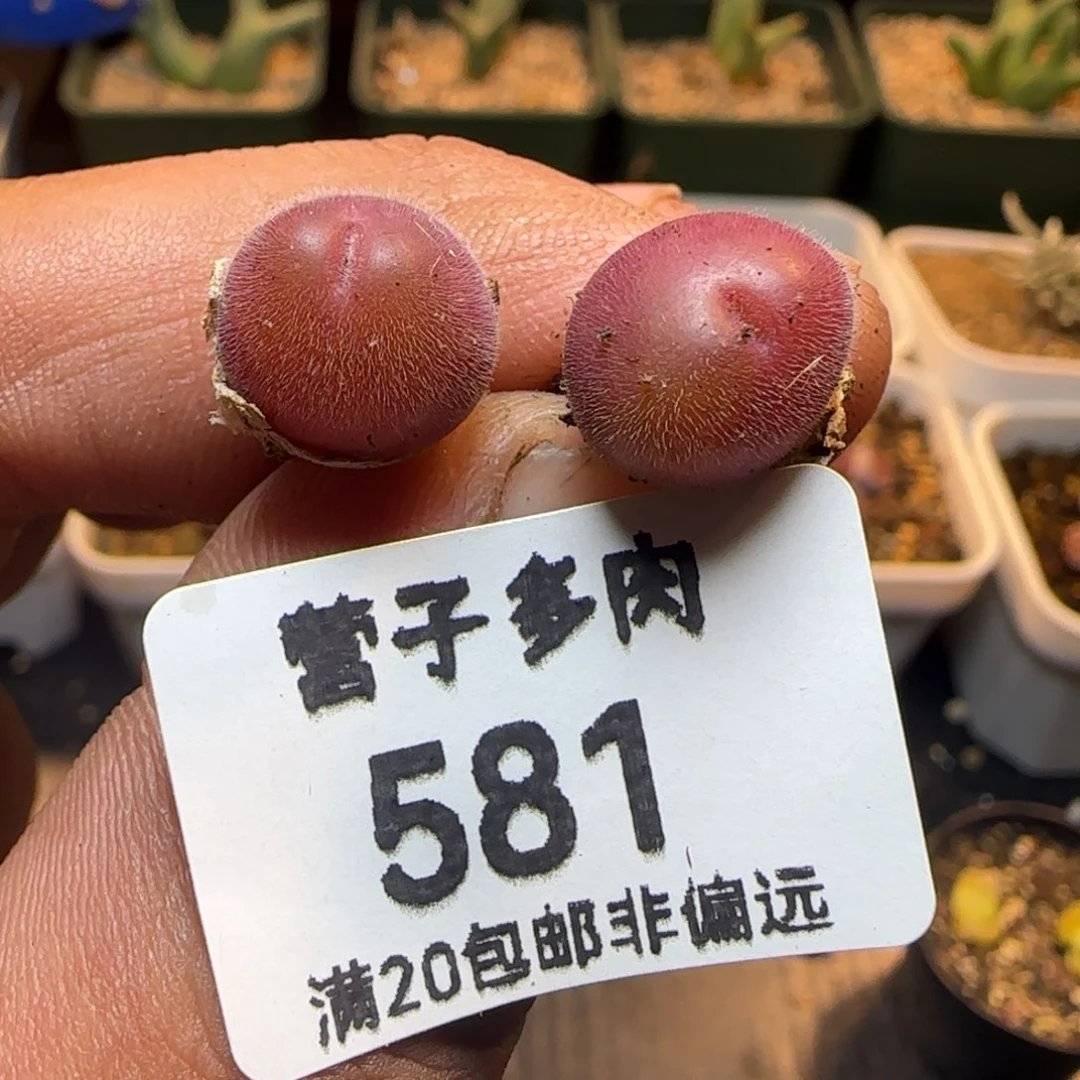 长毛翠。