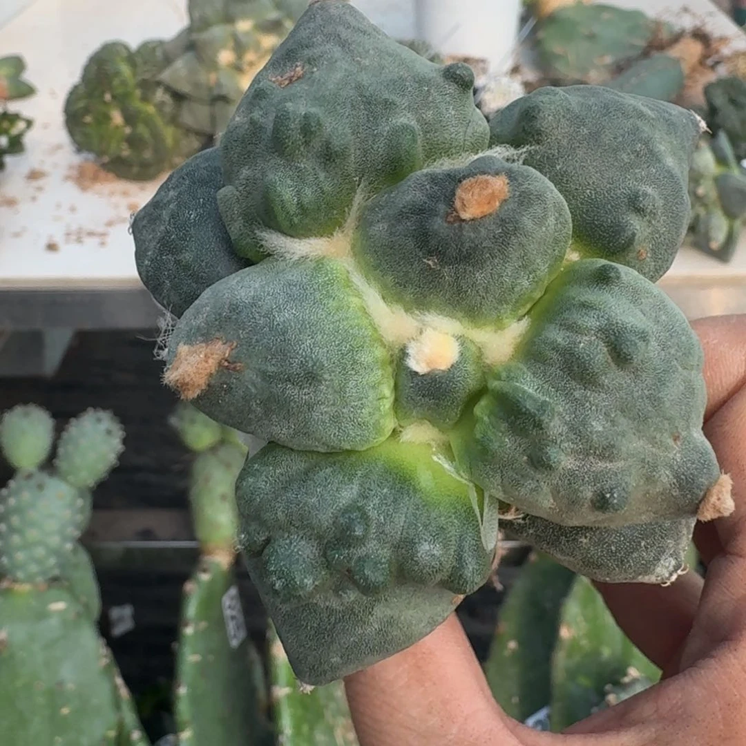 【闪购商品】无花朵晨*纯种怒涛413