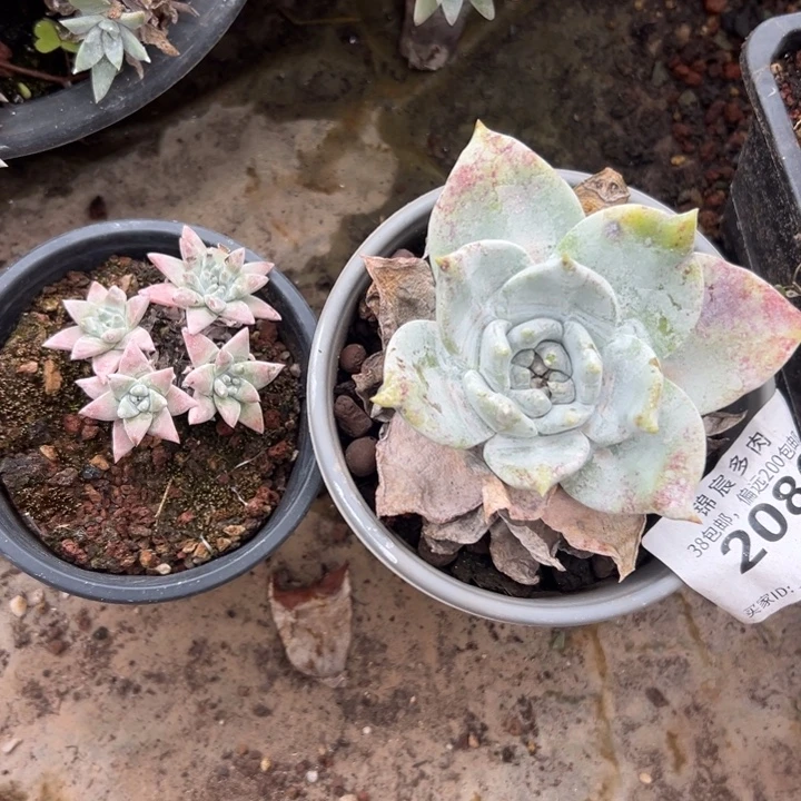 买一送白菊～可爱2080