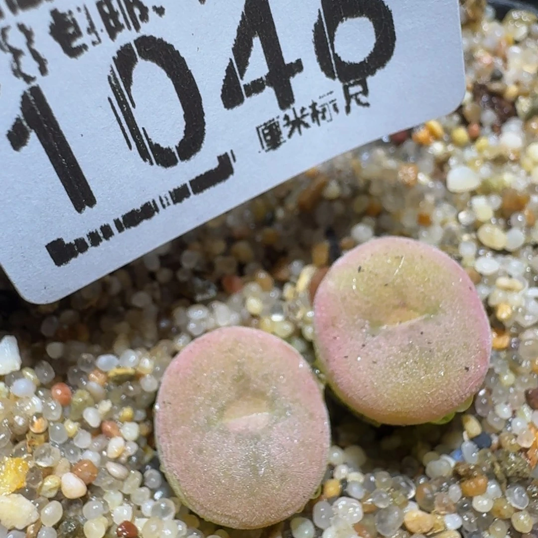 Zzzz精品生石花1046