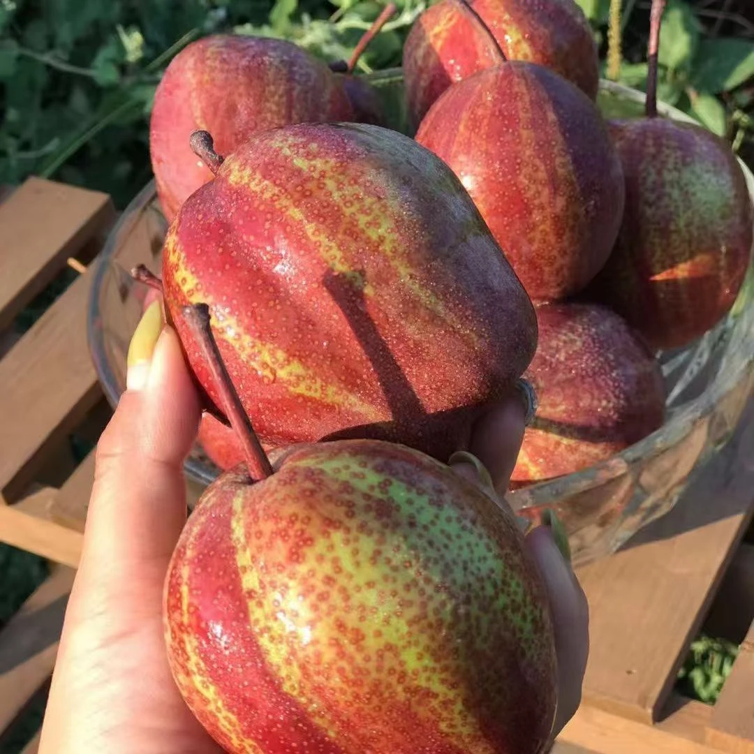 2【陕西香酥玫瑰彩虹梨】新鲜现摘当季水果脆甜多汁皮薄肉厚