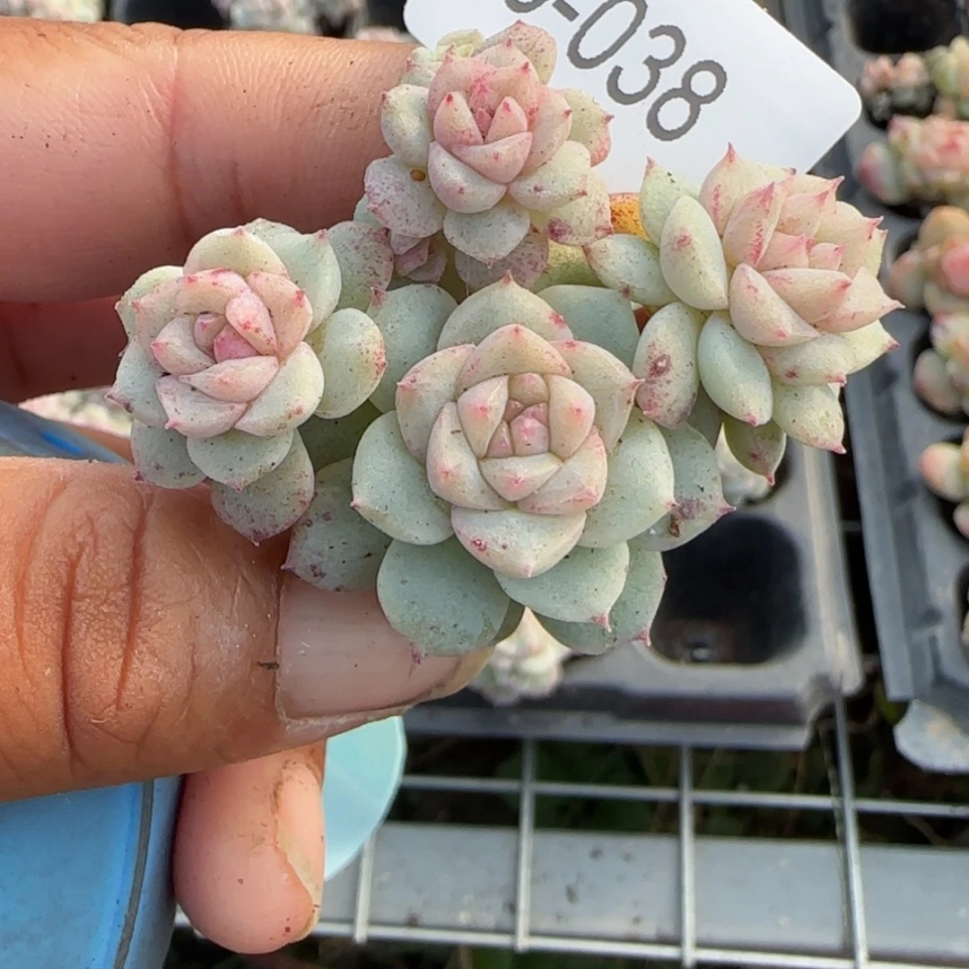 多肉小卡拉米糖心一物一拍