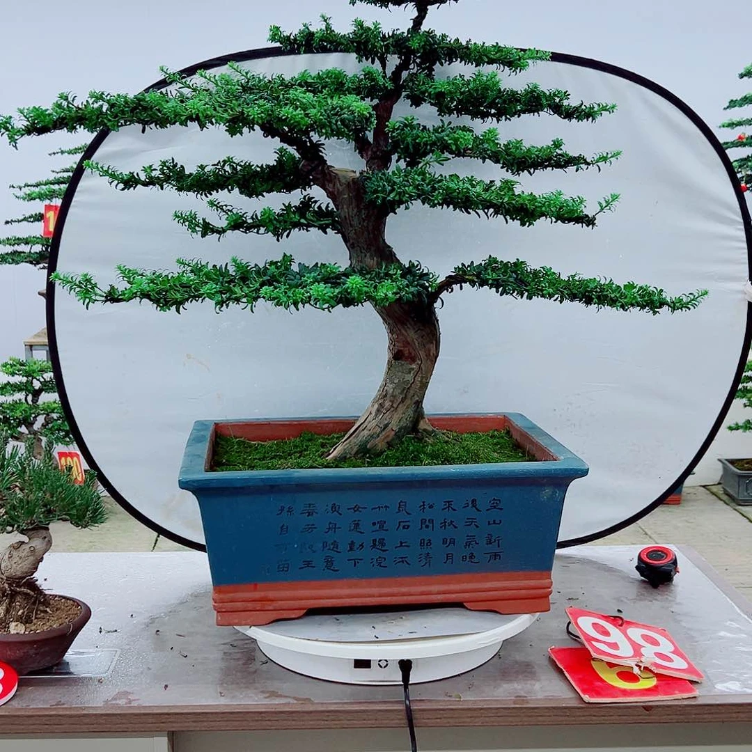 无花朵罗汉松盆景造型树形象