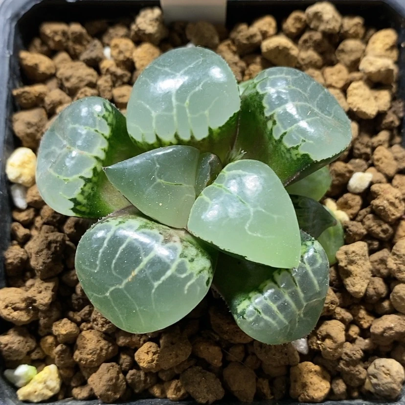 【闪购商品】53丸叶月光女神