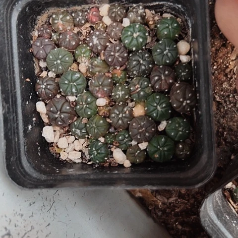 完全开放448小苗一盆