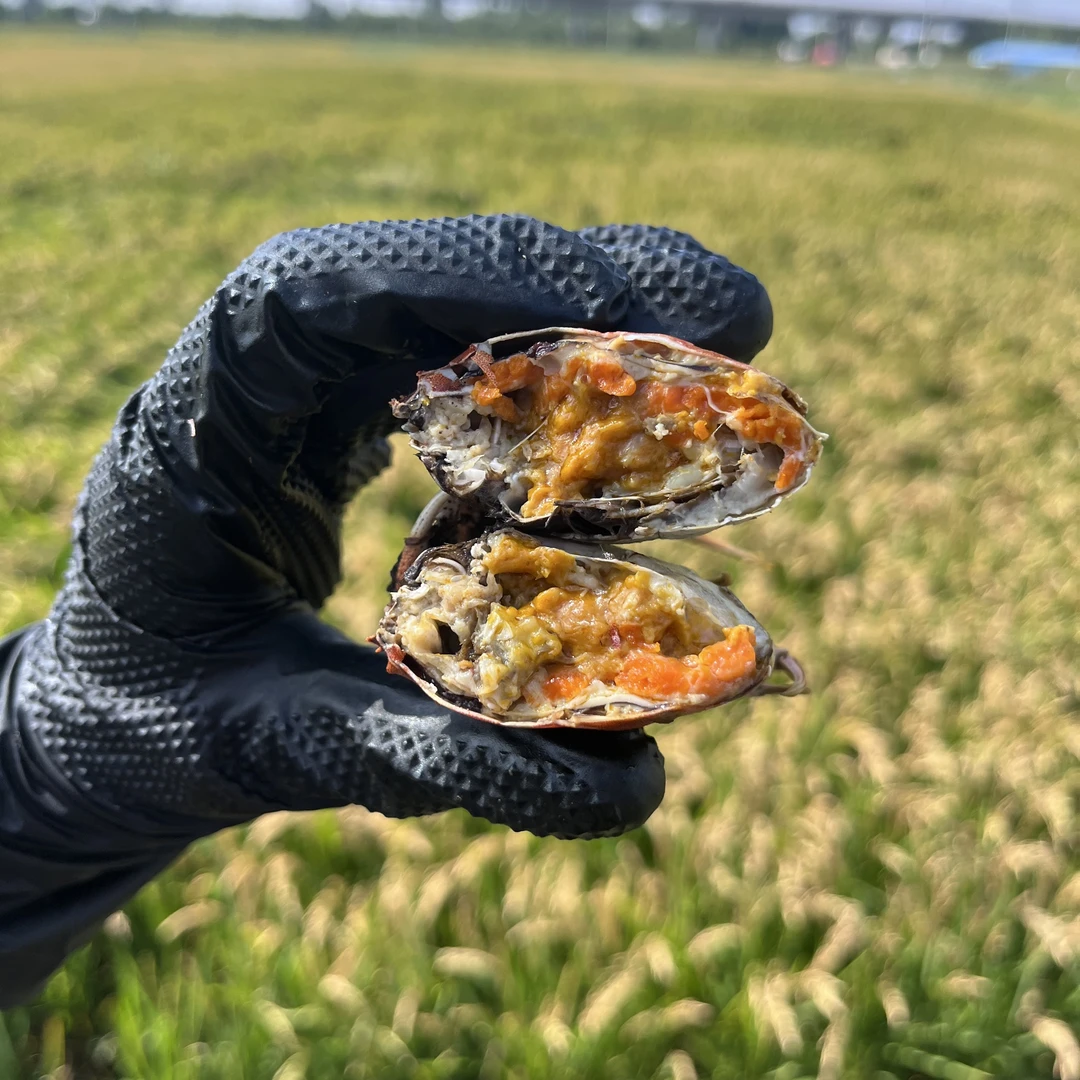 【活蟹】盘锦河蟹 稻田蟹  （1.3-1两） 母蟹 2.4斤 明天送到家 产地直发 鲜活到家 死蟹包赔