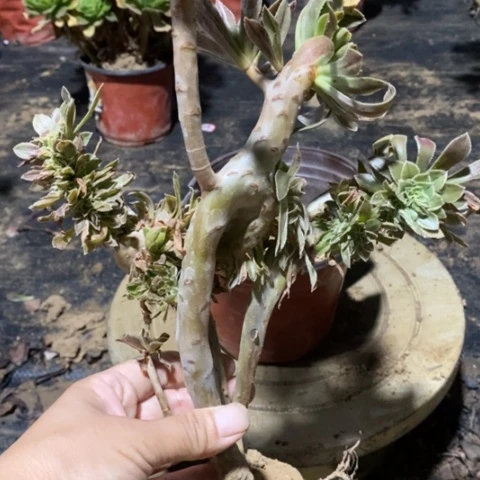 原始绿缀一物一拍