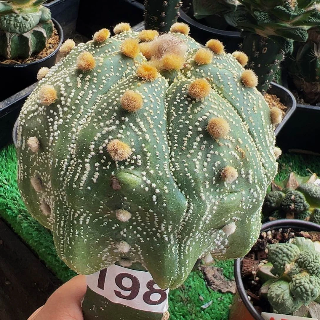 无花朵大尤海星兜198