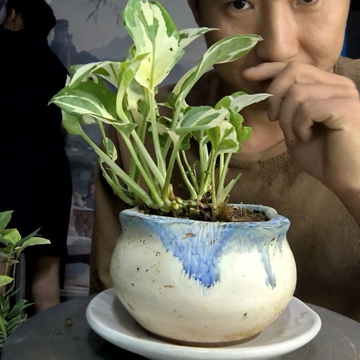 不****人中青园艺一物一拍70