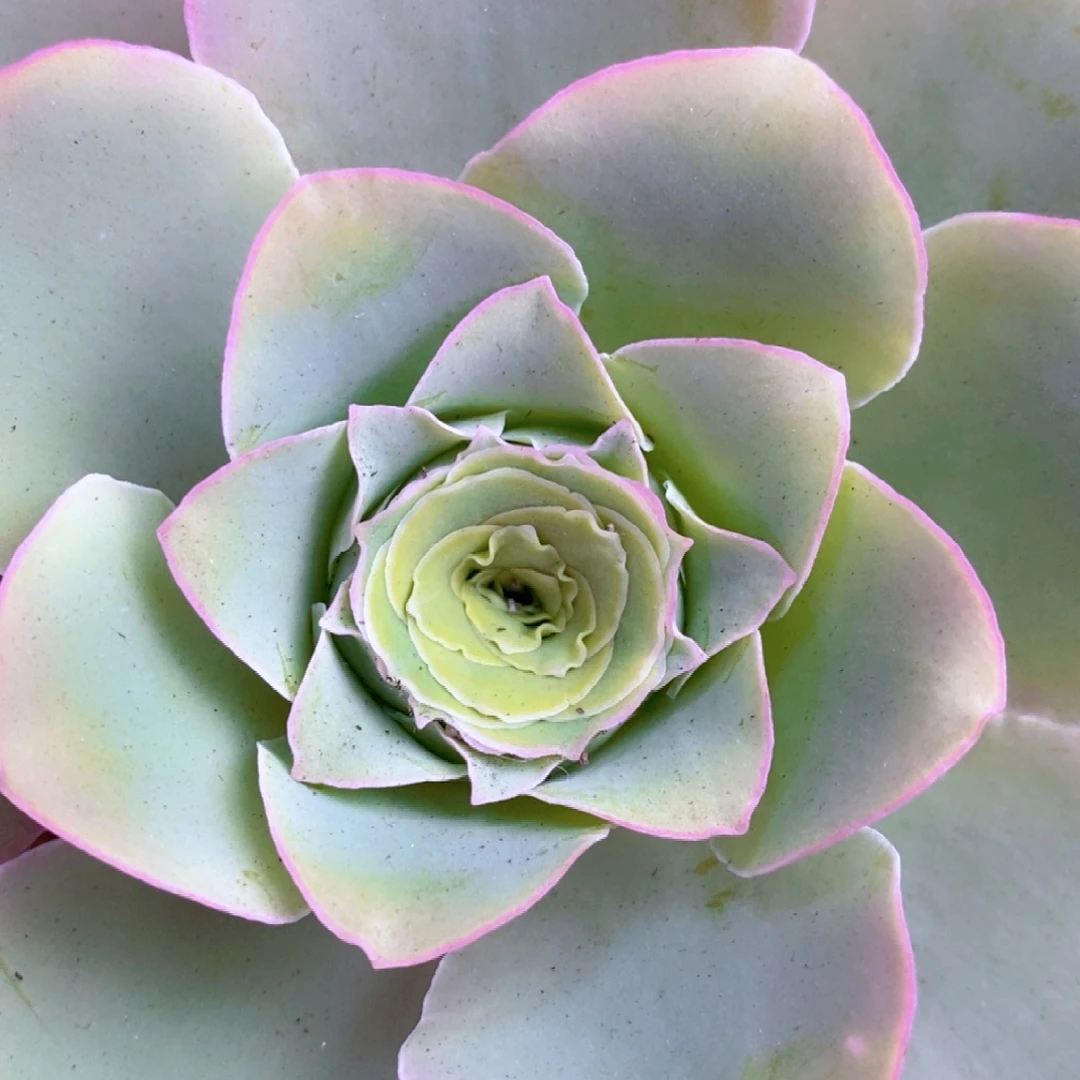 轻紗蕾丝一物一拍009山地玫瑰