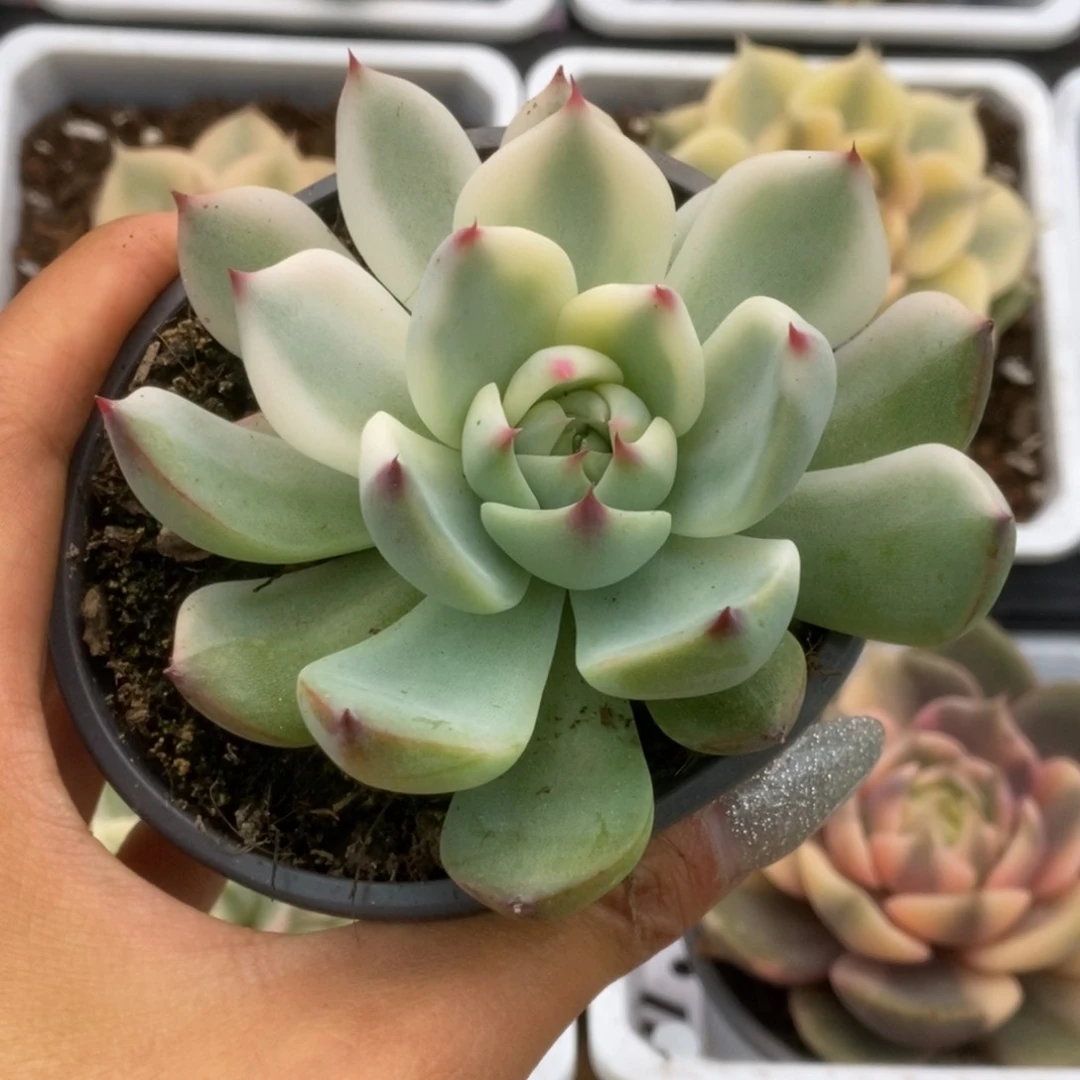 649锦锦锦哈哈锦锦锦