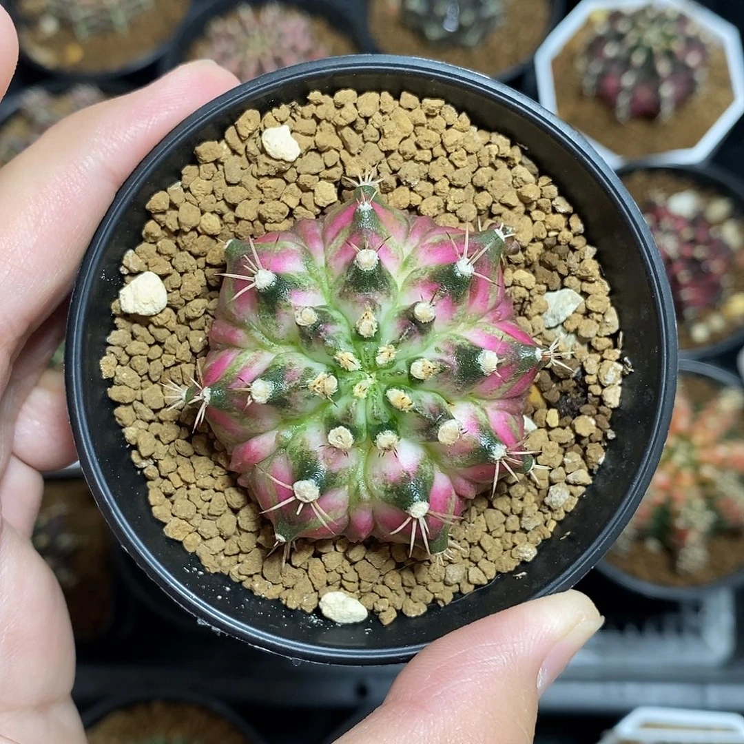 玄***鱼米哈仙人球海神实生专拍