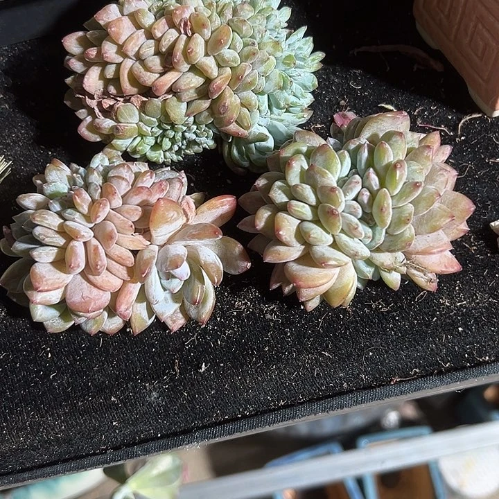 福利，正版星影缀化一颗