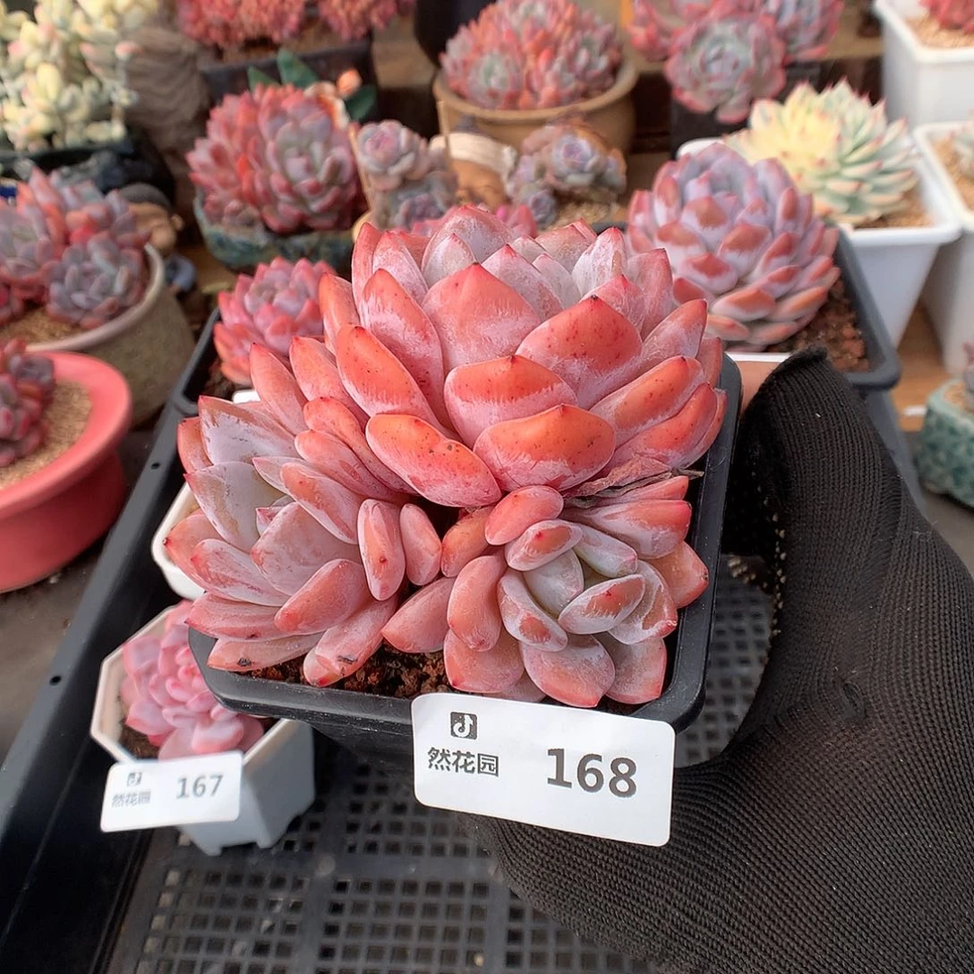 168雪天使多肉植物6666