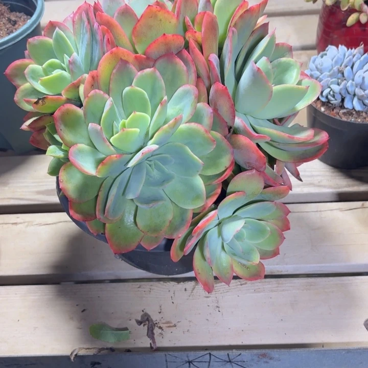 汐****多肉植物一物一拍满29元包邮夏景多肉基地