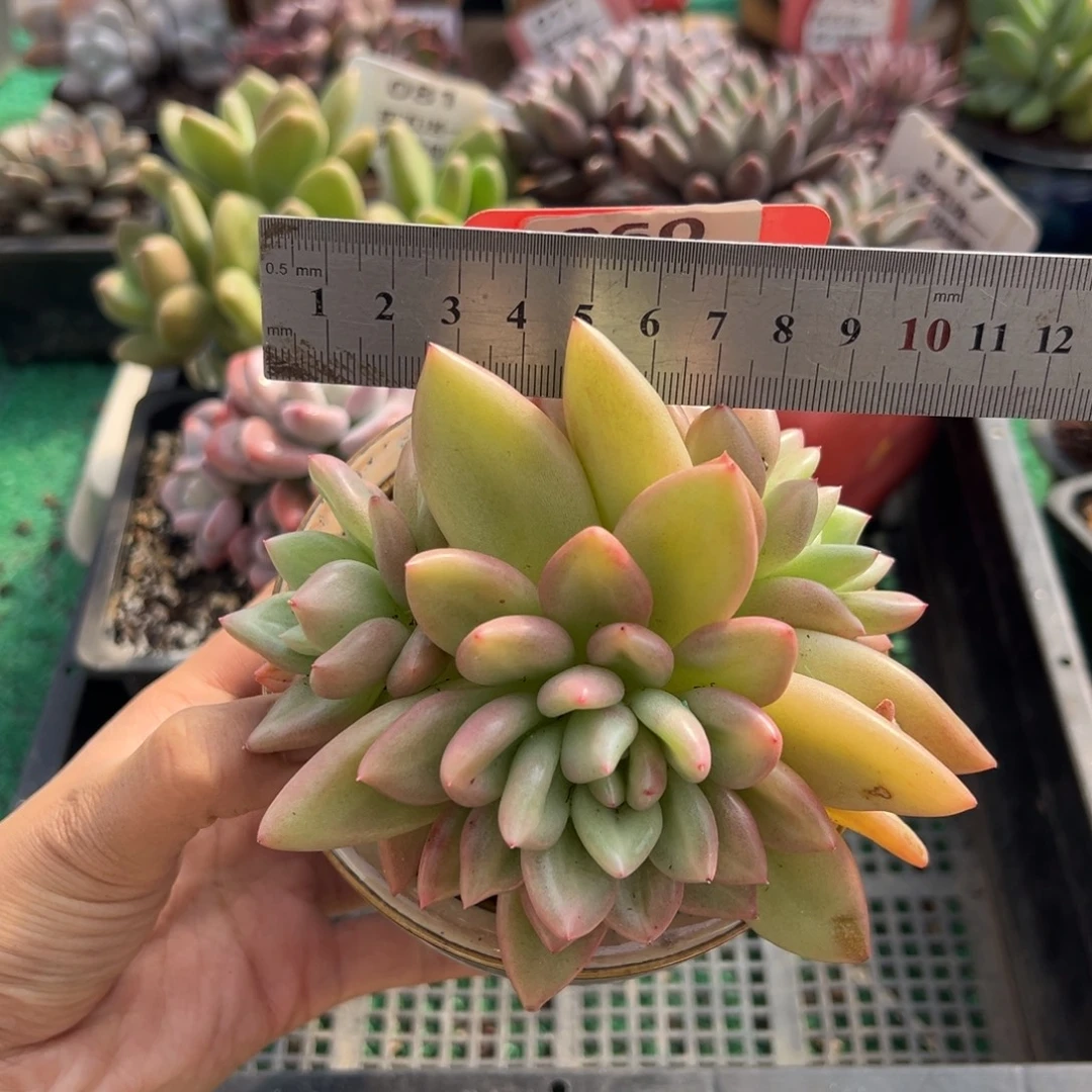 表妹精品多肉植物060.