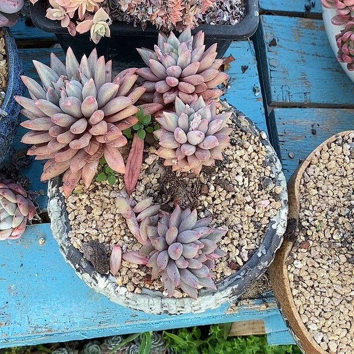 虞姬无坎群生多头