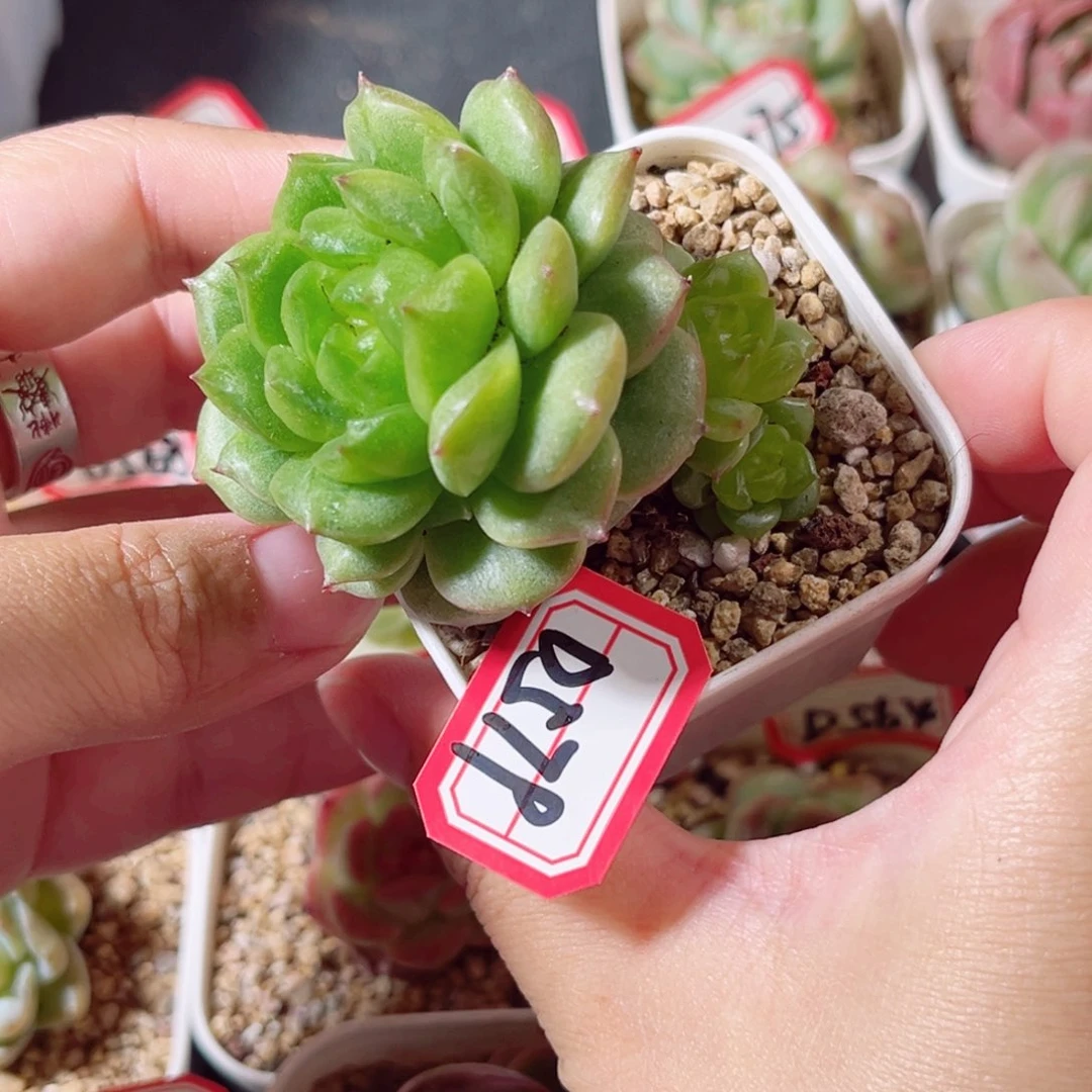 D579 一物一拍 18包邮 灯泡珍妮