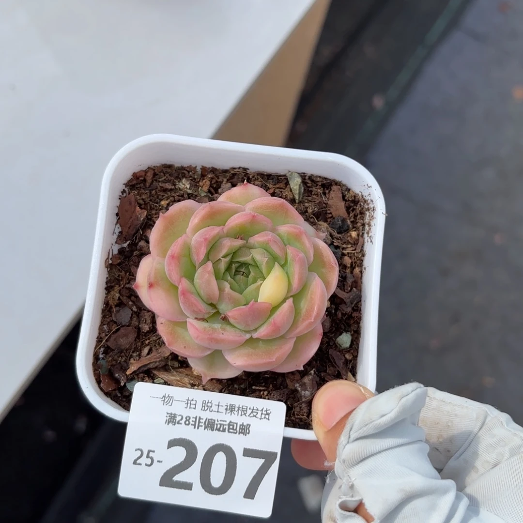 水晶虾饺单头多肉多肉