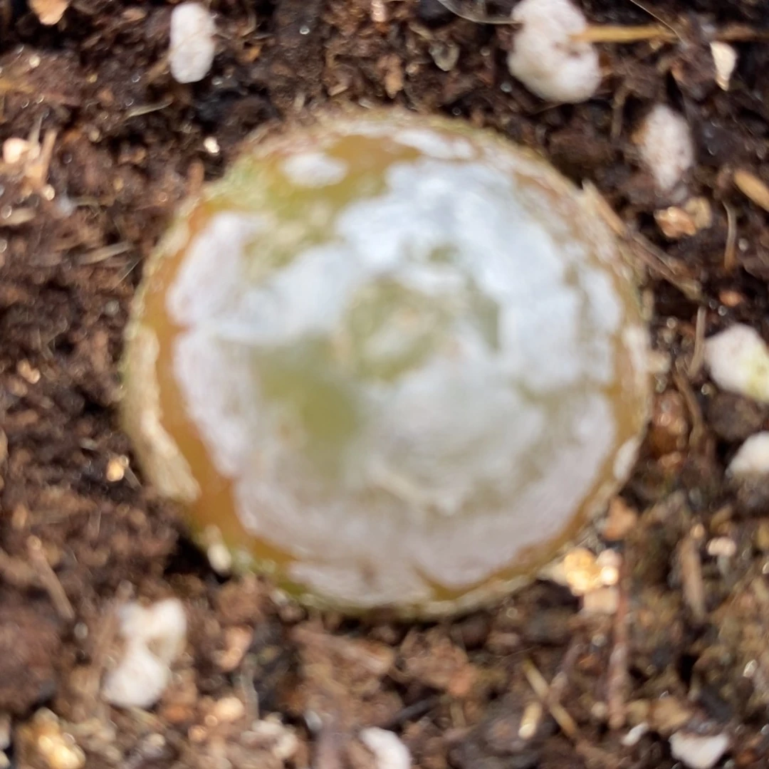 2645母本大灯泡一颗