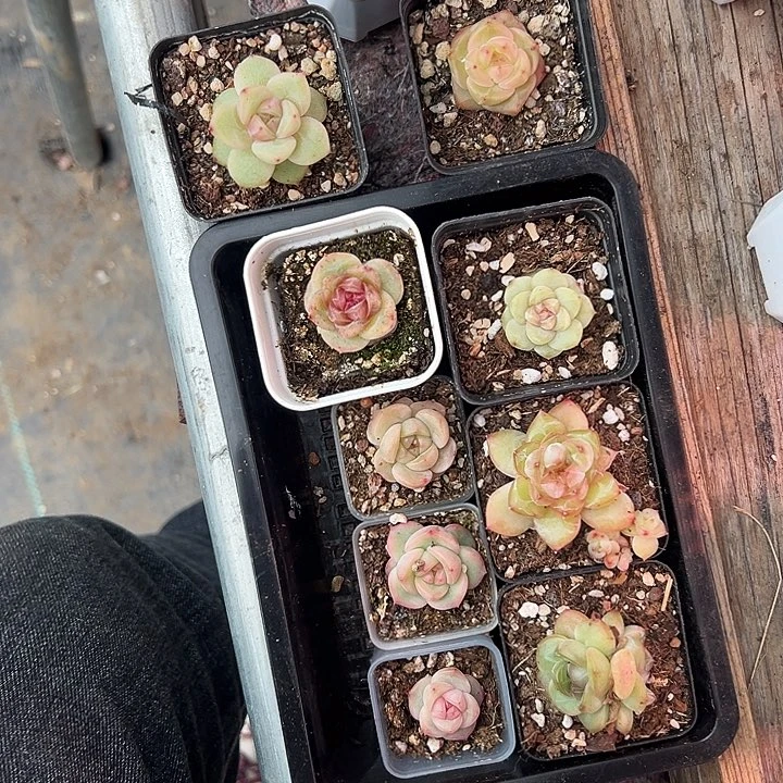 飞*多肉植物飞鱼一盒一盒