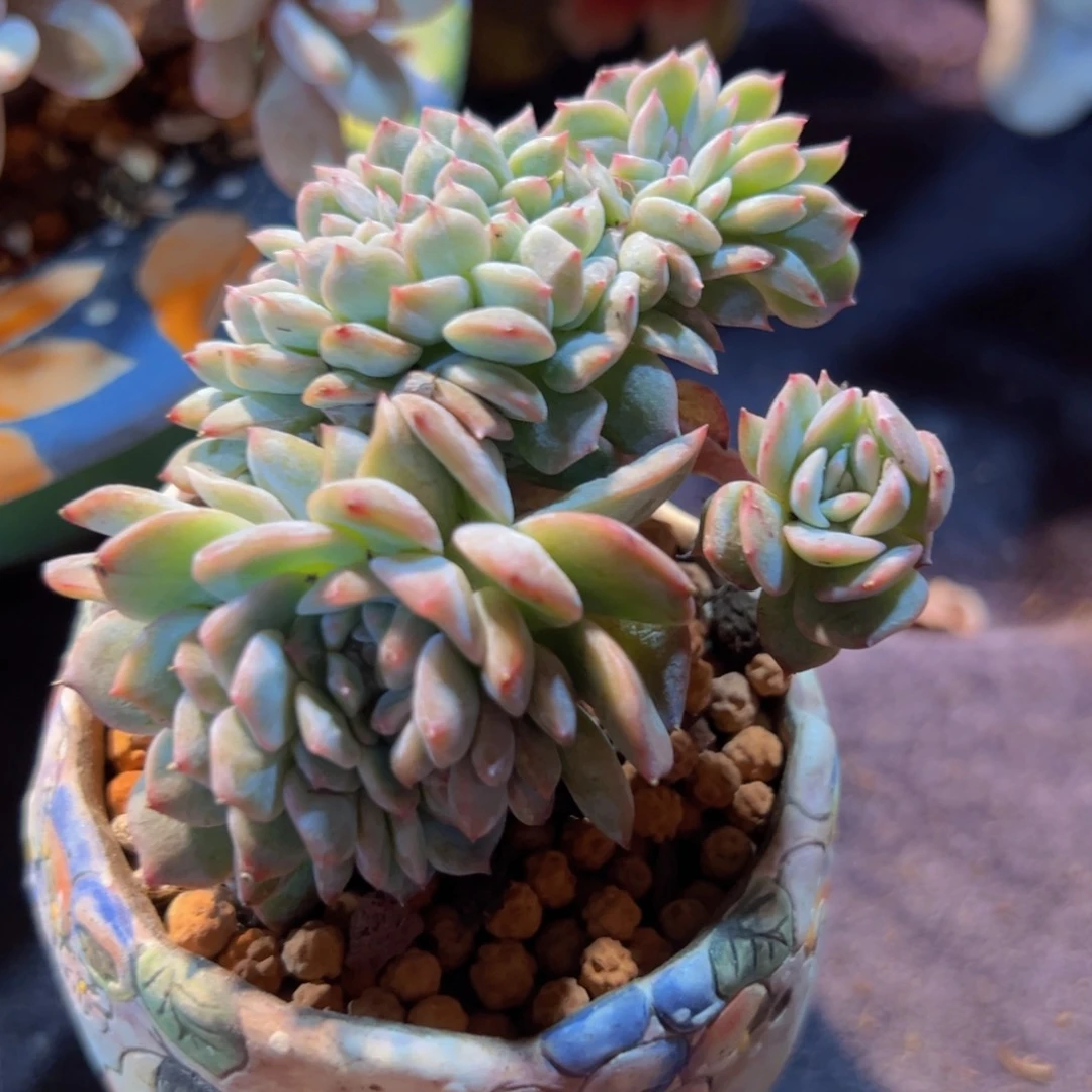 新年快乐啊宝宝888888888