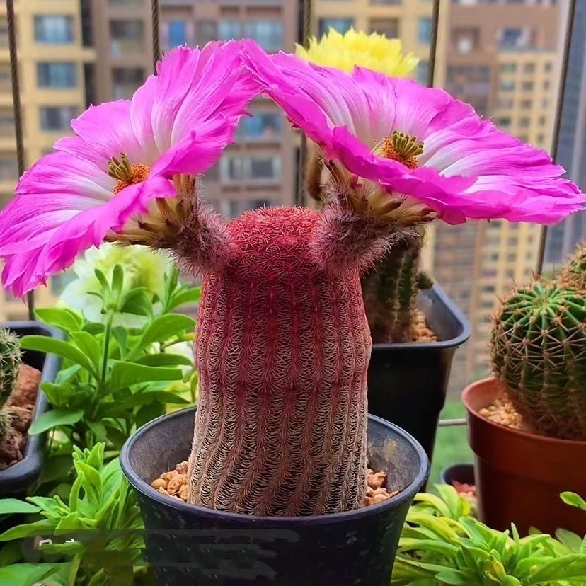 红太阳嫁接柱多头群生仙人球开花多肉植物盆景好养绿植园艺脱盆土