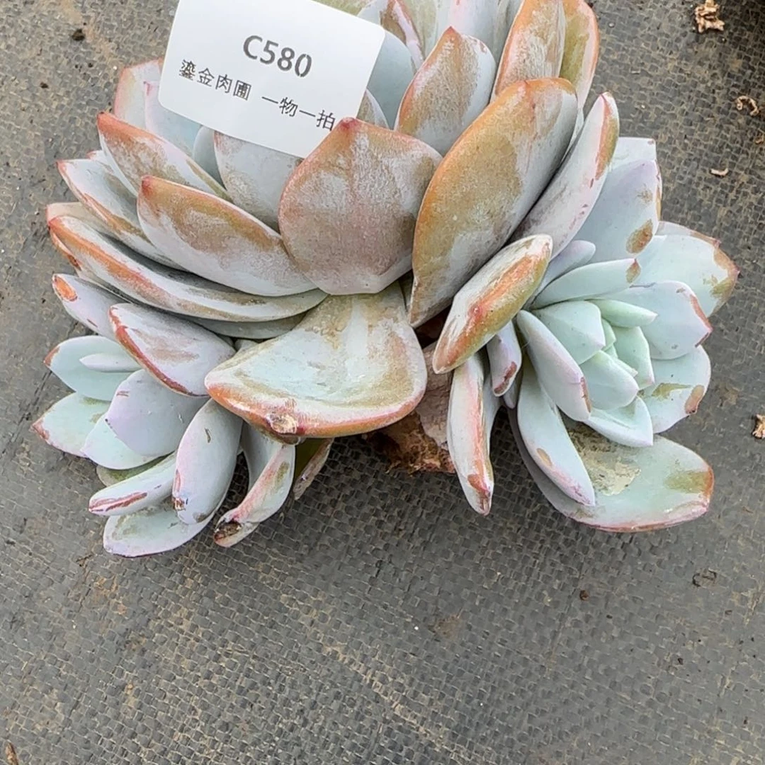 咚***咚C580奶茶三头