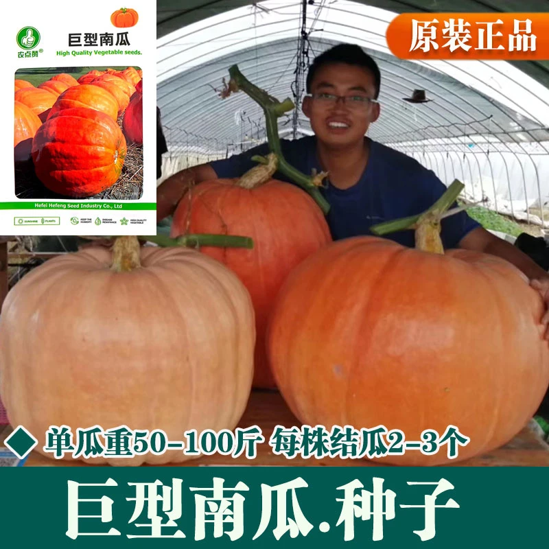 巨型南瓜种子大南瓜种子籽新品种观赏食用四季春秋蔬菜种子蔬菜籽