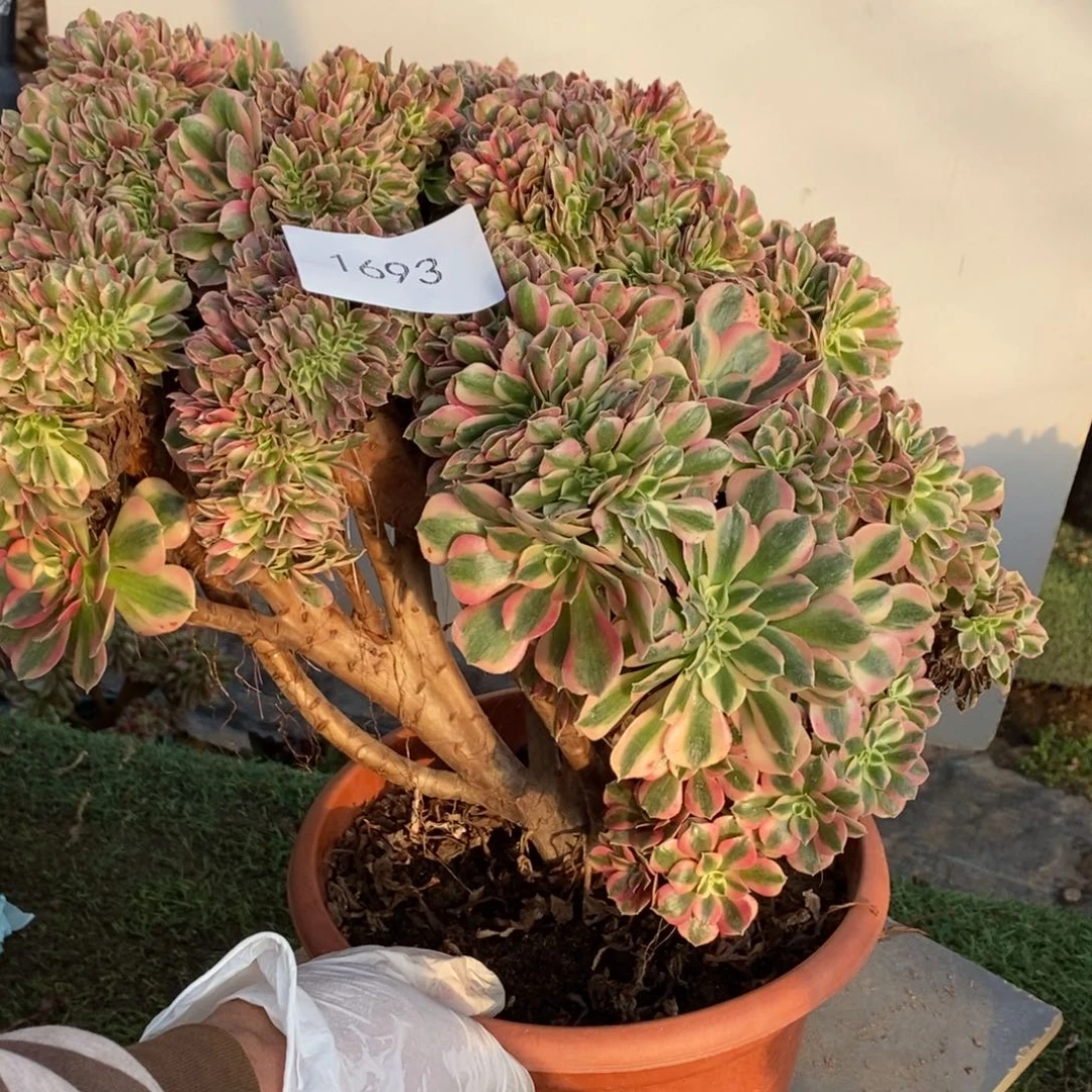 猫***儿不开花植物1693号粉女巫缀化1颗