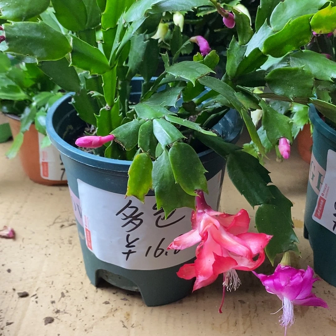 无花朵4年庄多色福利